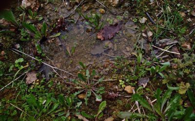 4 Outdoor Home Maintenance Tasks