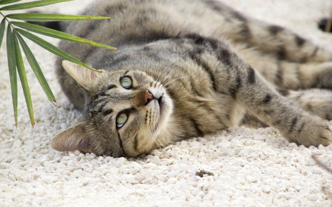 5 Pet-Friendly Houseplants for Your Living Spaces